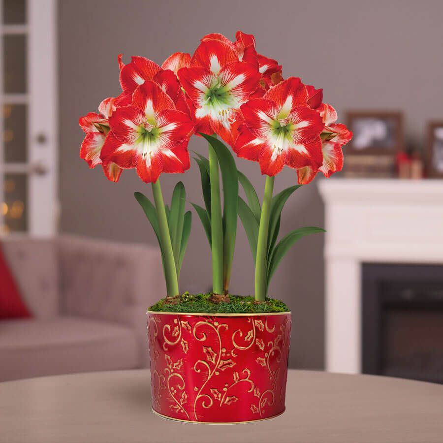 Winter Radiance Triple Minerva Potted Amaryllis Bulb Gift Image