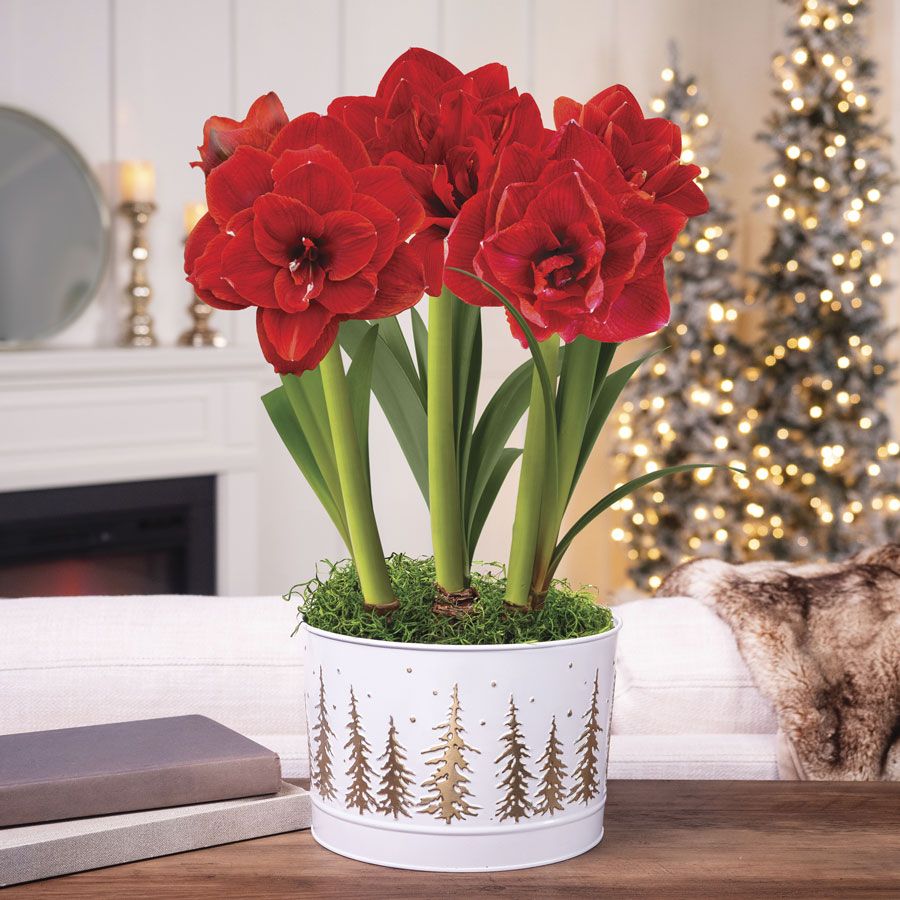 Splendid Season Triple Cherry Nymph Amaryllis Flower Image