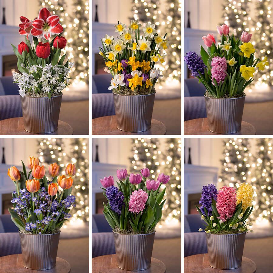 6 Month Bulb Club Image