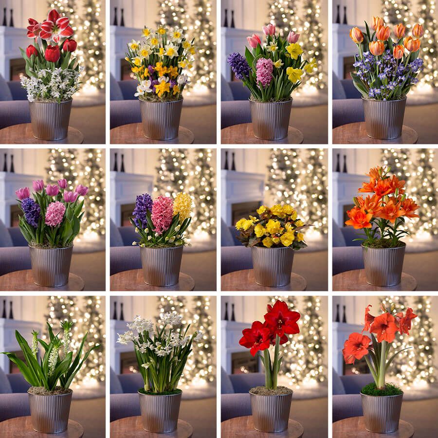 12 Month Bulb Club Image