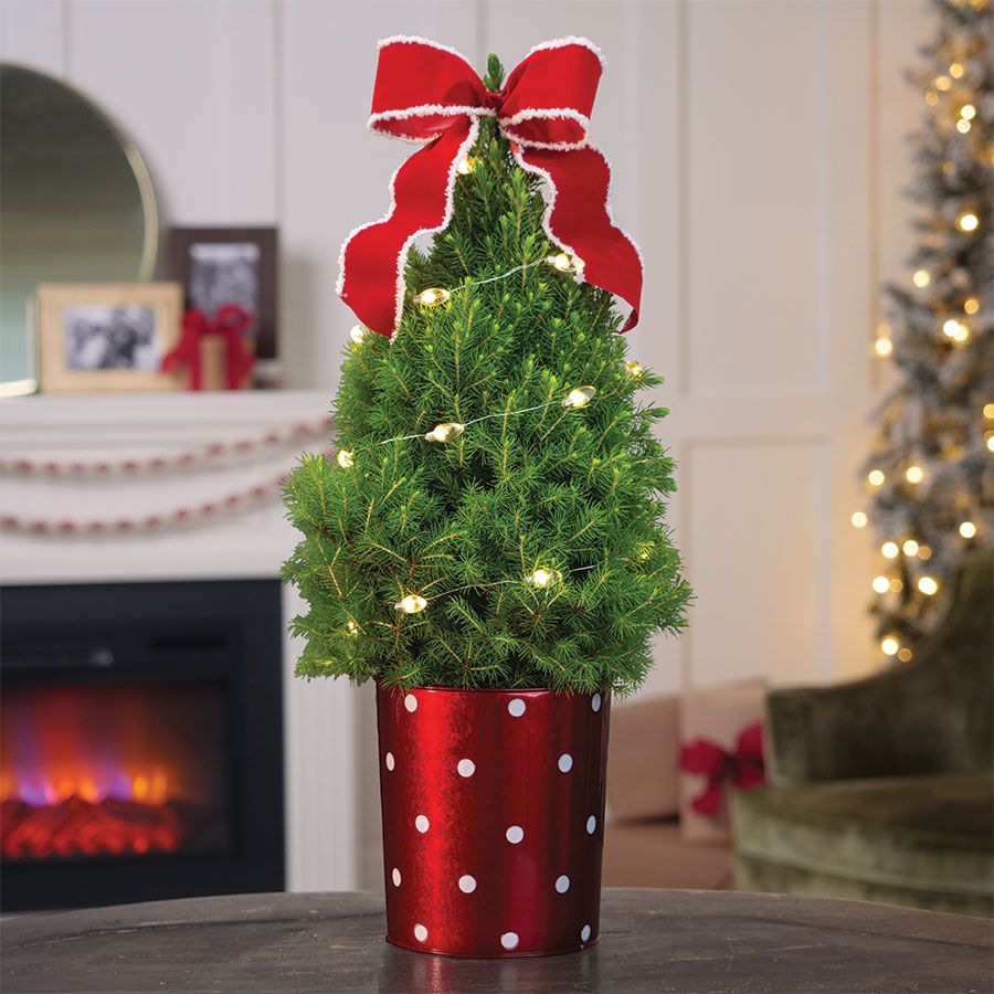 Holly Jolly Potted Christmas Tree Image