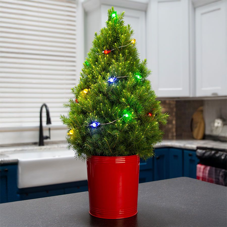 Merry and Bright Potted Christmas Tree Image