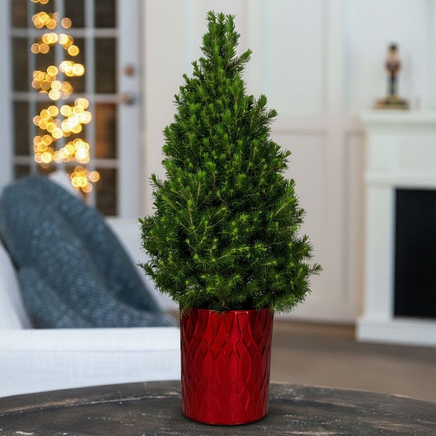 Festive Spruce It Up Potted Christmas Tree Image