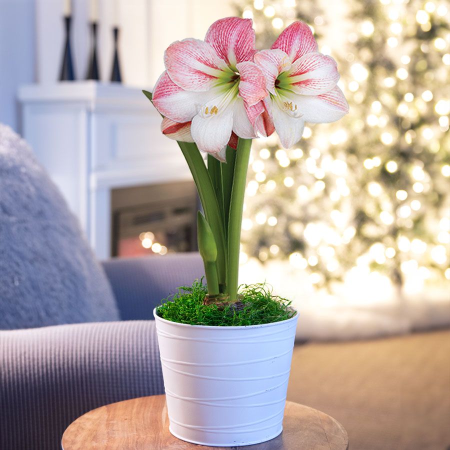 Snow Drift Single Apple Blossom Potted Amaryllis Bulb Gift Image