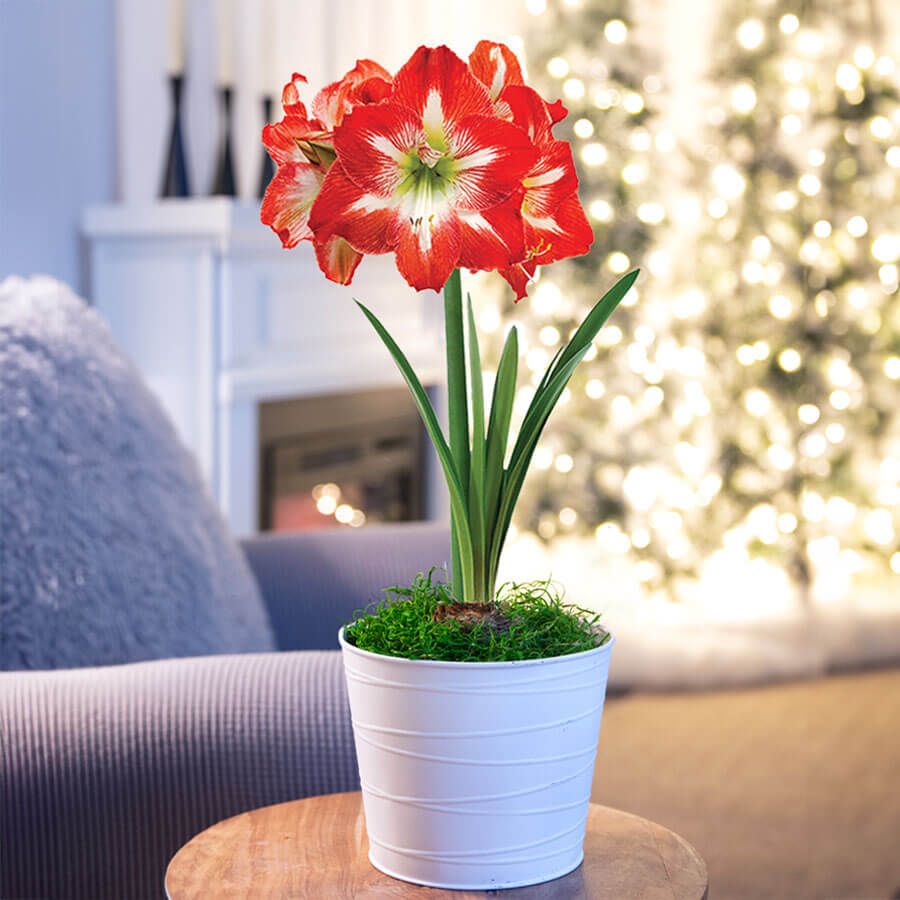 Snow Drift Single Minerva Potted Amaryllis Bulb Gift Image