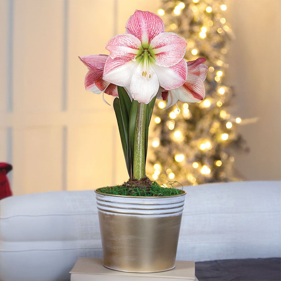 Winter Frost Single Apple Blossom Potted Amaryllis Bulb Gift Image