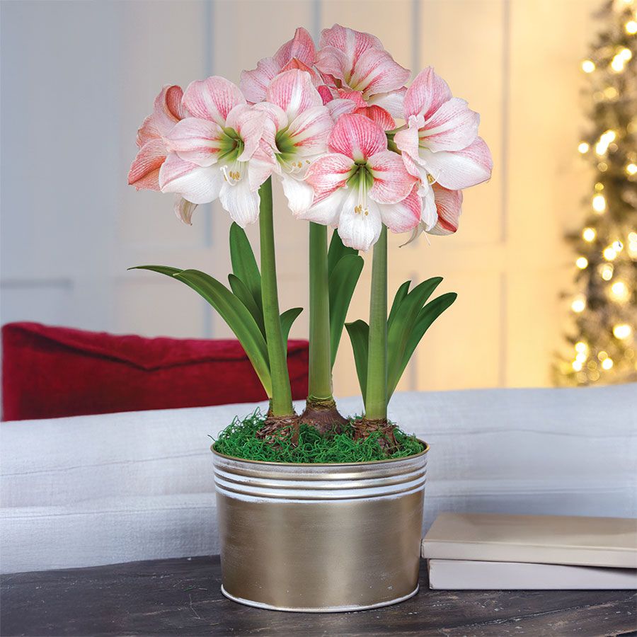 Winter Frost Triple Apple Blossom Potted Amaryllis Bulb Gift Image