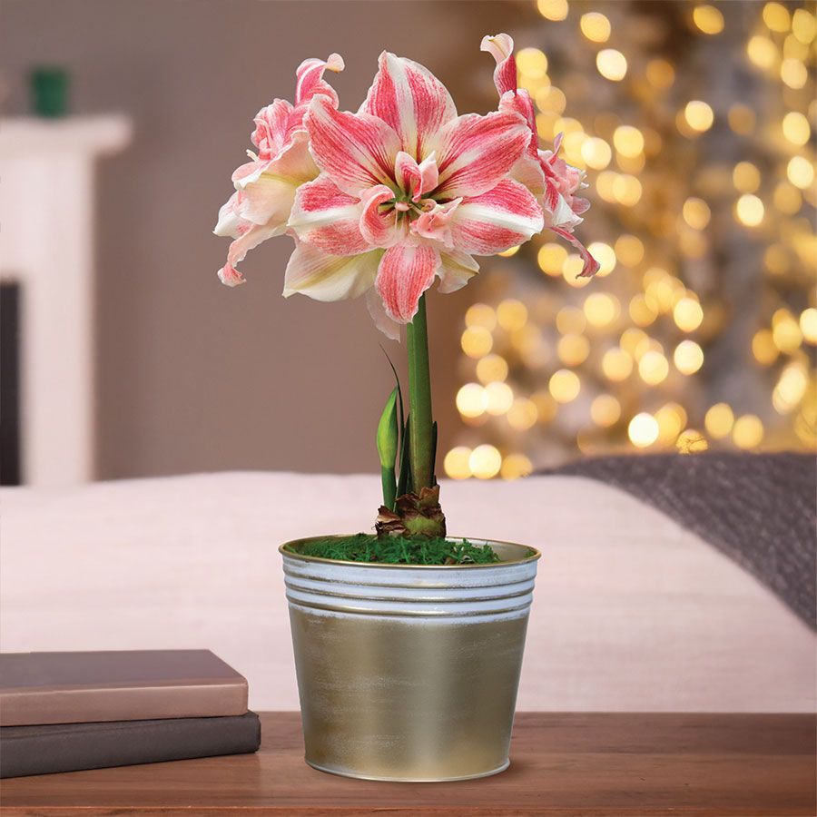 Winter Frost Single First Love Potted Amaryllis Bulb Gift Image