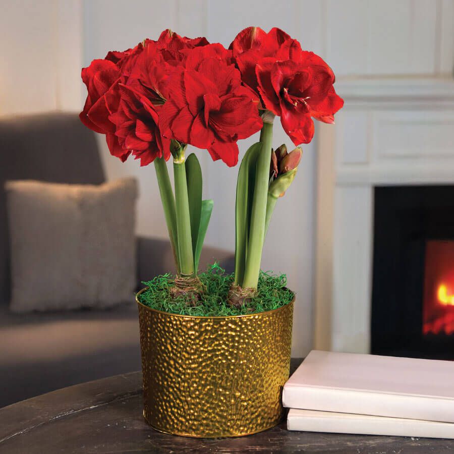 Holiday Glow Double Ragtime Potted Amaryllis Bulb Gift Image