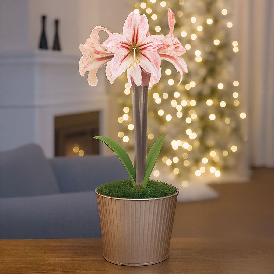Champagne Dream Single Circus Circus Potted Amaryllis Bulb Gift Image