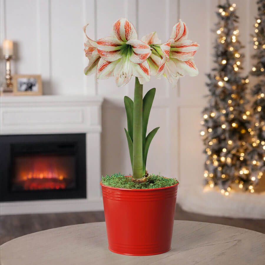Merry and Bright Single Moonscene Potted Amaryllis Bulb Gift Image