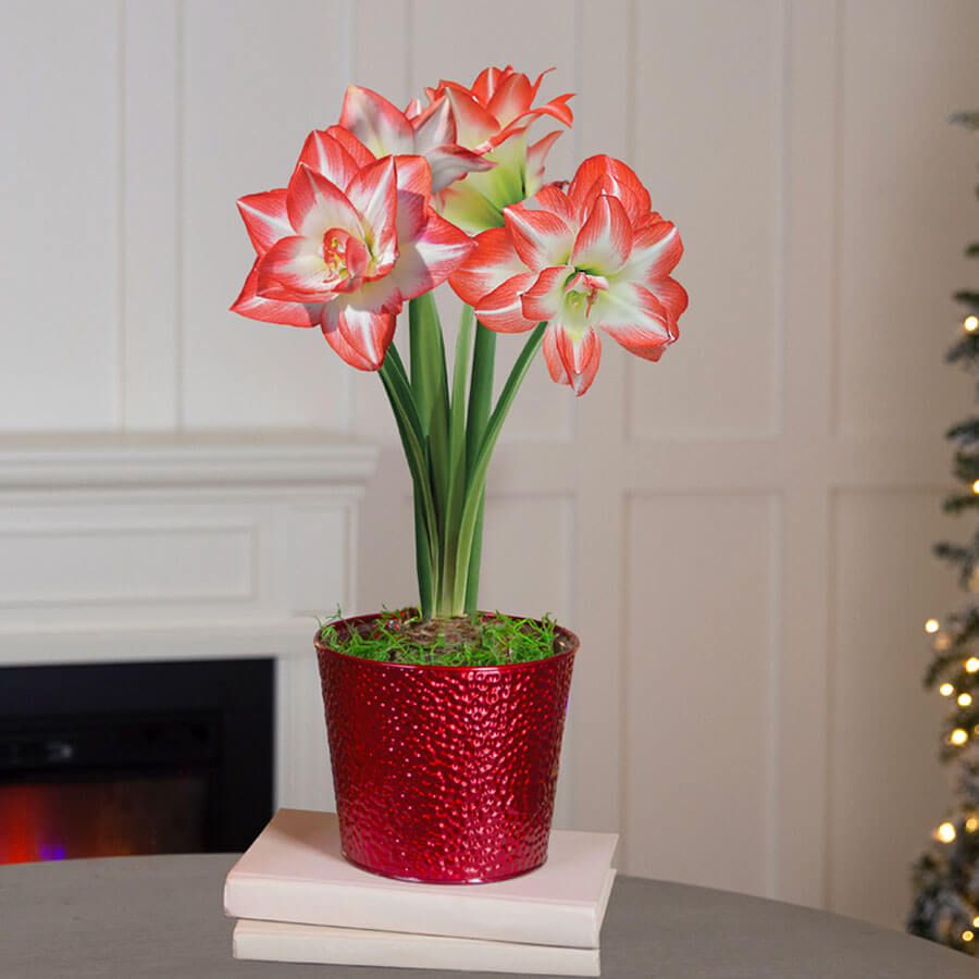 Joyous Season Single Blossom Peacock Potted Amaryllis Bulb Gift Image