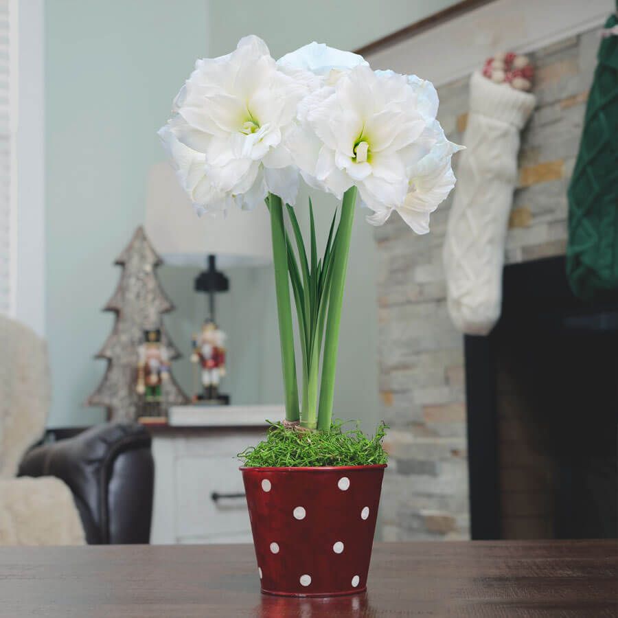 Let It Snow Single Alfresco Potted Amaryllis Bulb Gift Image