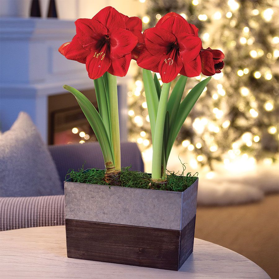 Home for the Holidays Double Red Lion Potted Amaryllis Bulb Gift Image