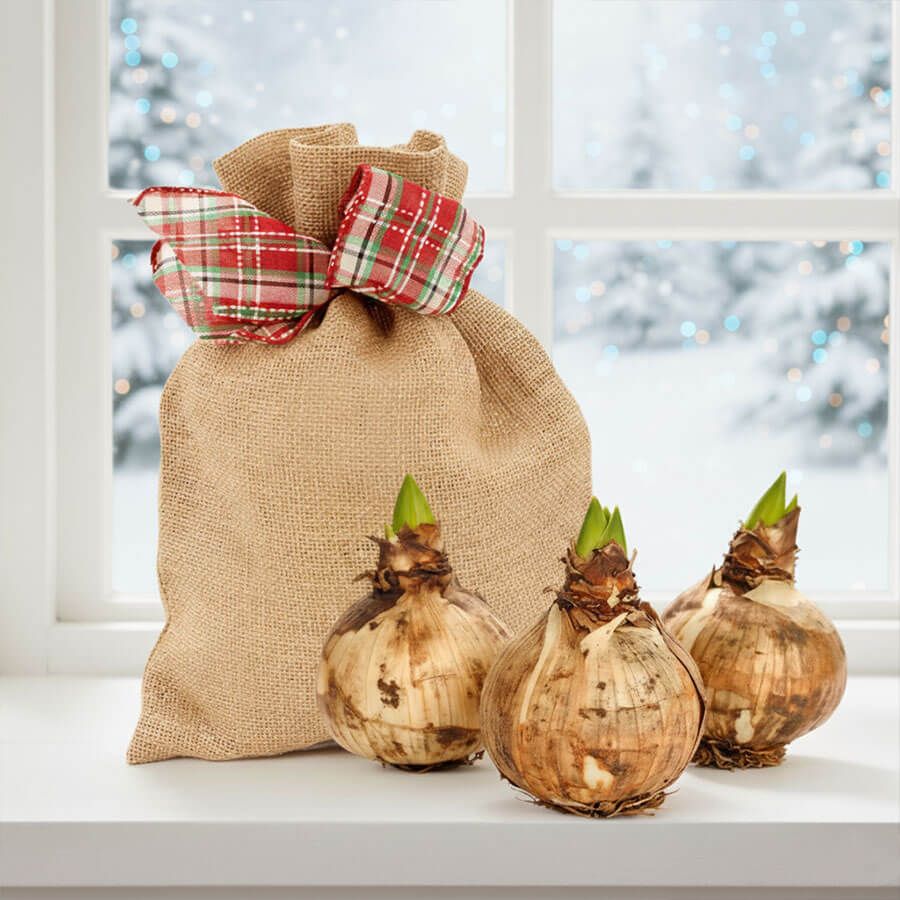 Grow Your Own Red Lion Amaryllis Bulbs Image