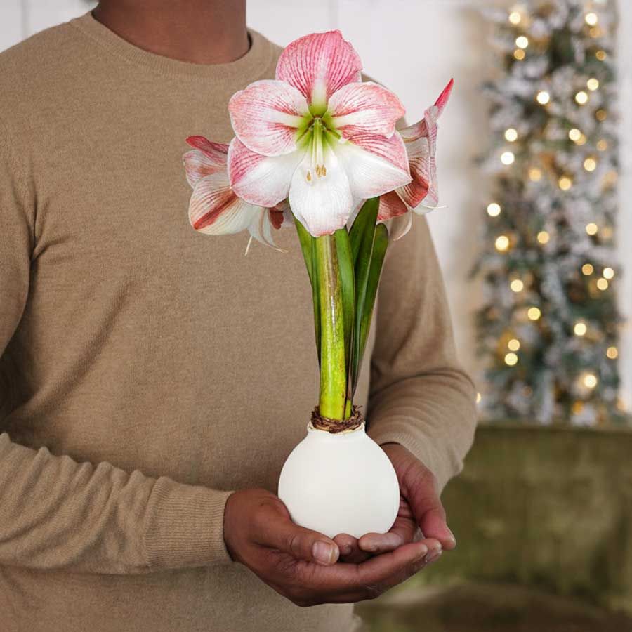 White Waxed Amaryllis Bulb Apple Blossom Flower Image