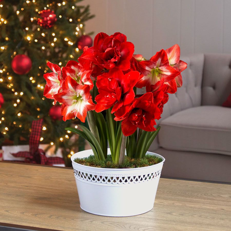 Best of Season Amaryllis Bulb Garden Gift Image