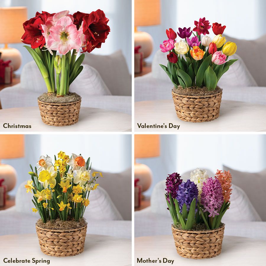 Celebrate with Blooms Bulb Garden Gift Collection Image