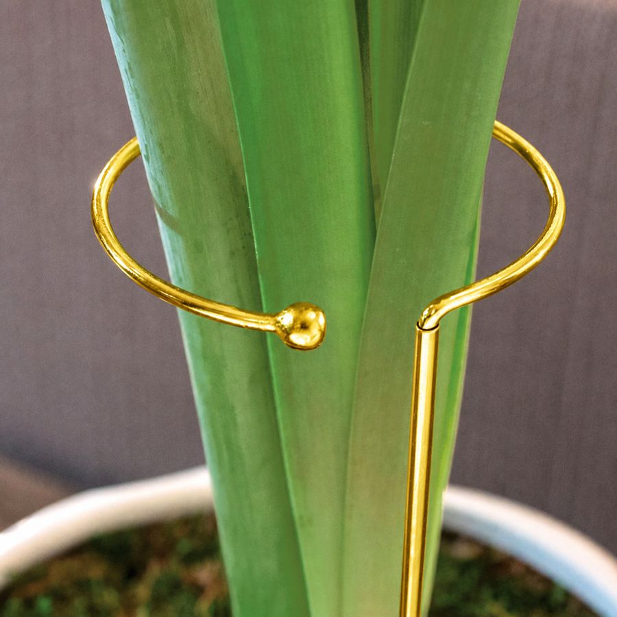 Gold Amaryllis Bloom Support Image