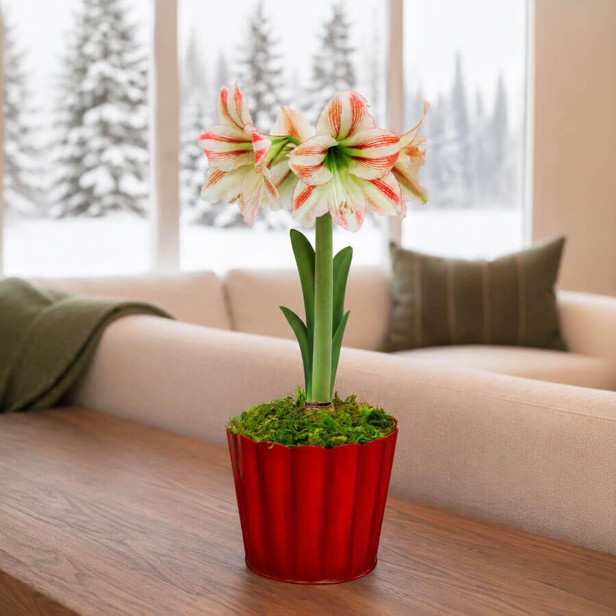 Warm Wishes Moon Scene Amaryllis Gift Image