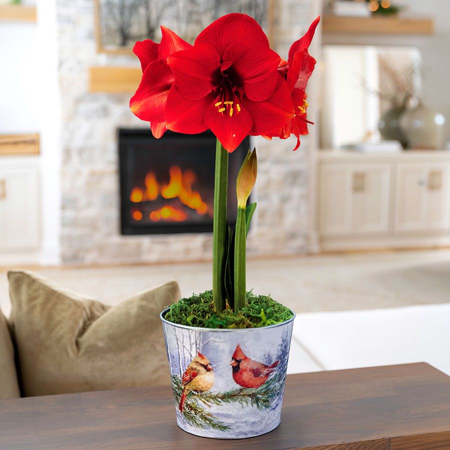 Sweet Memories Miracle Amaryllis Gift Image