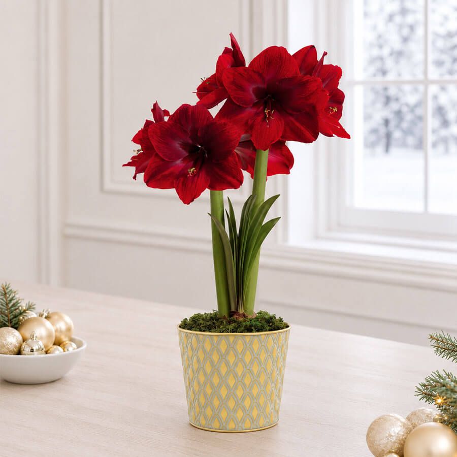 Glistening Gold Black Pearl Amaryllis Gift Image
