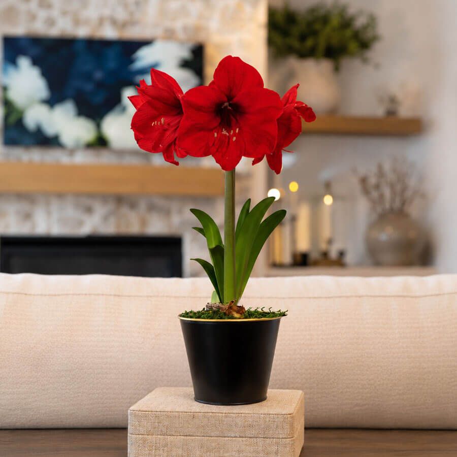 Timeless Elegance Red Lion Amaryllis Gift Image