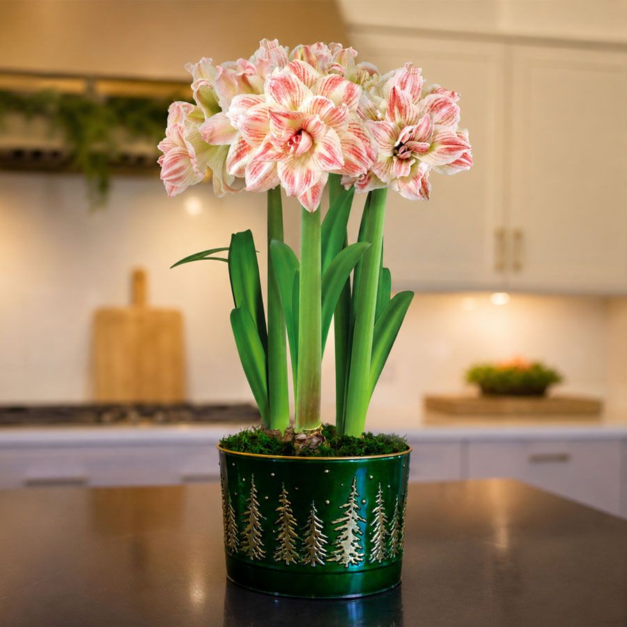 Majestic Woods Striped Echo Amaryllis Trio Gift Image