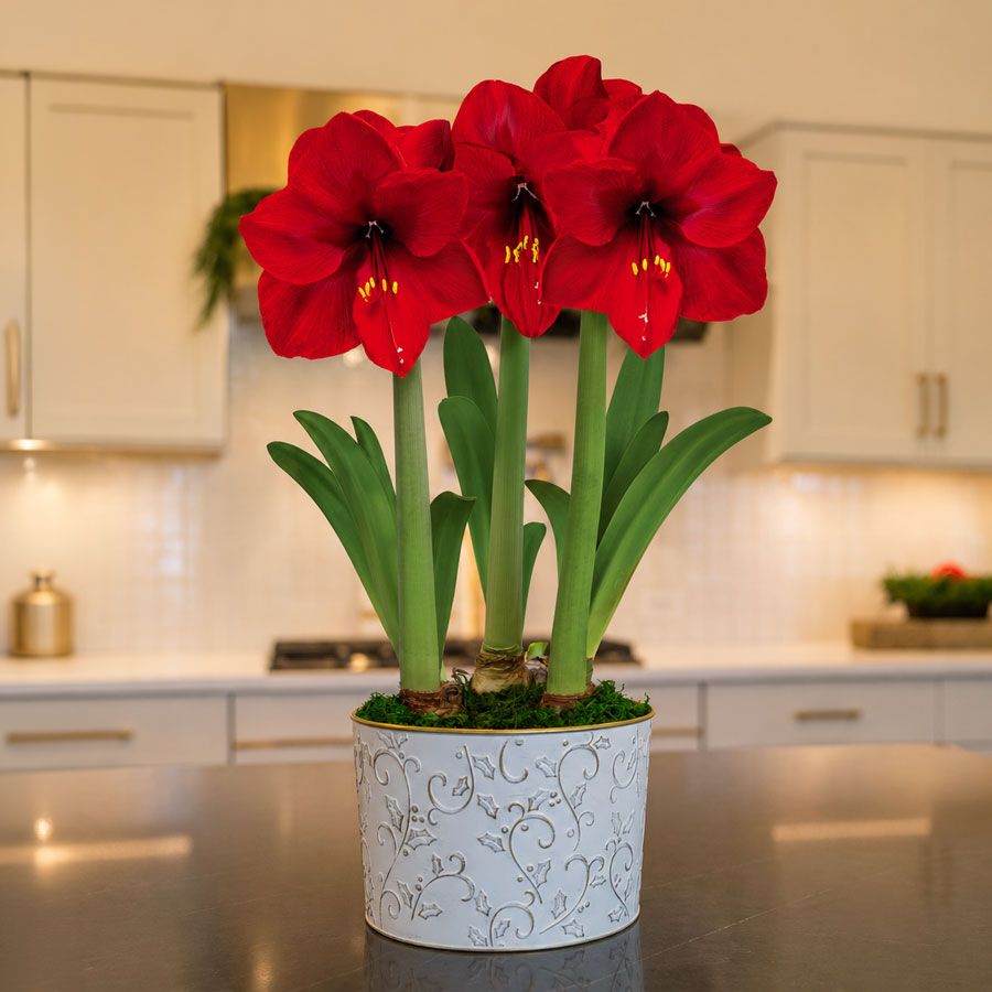 Winter Holly Red Lion Amaryllis Trio Gift Image