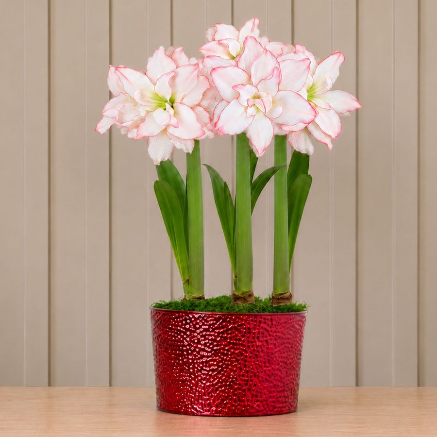 Joyous Season Harlequin Amaryllis Trio Gift Image