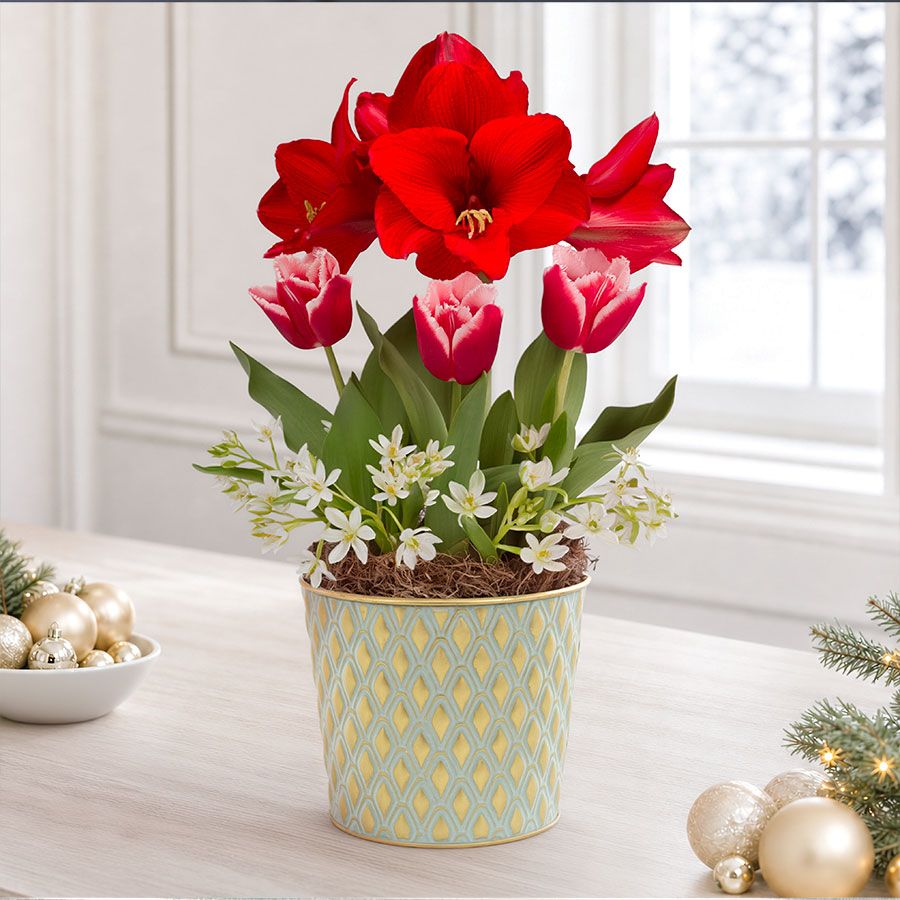 Winter Delight Bulb Garden Gift Image