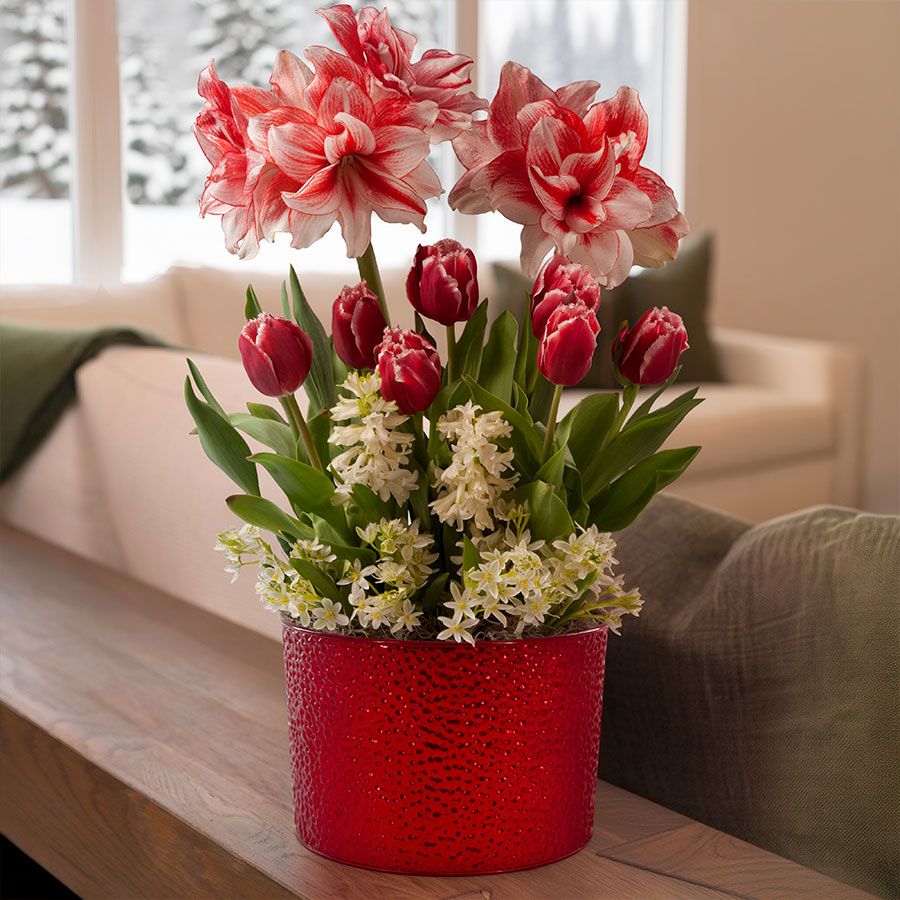 Merry Medley Bulb Garden Gift Image