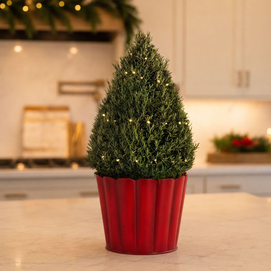 Fresh and Fragrant Rosemary Tree Gift Image