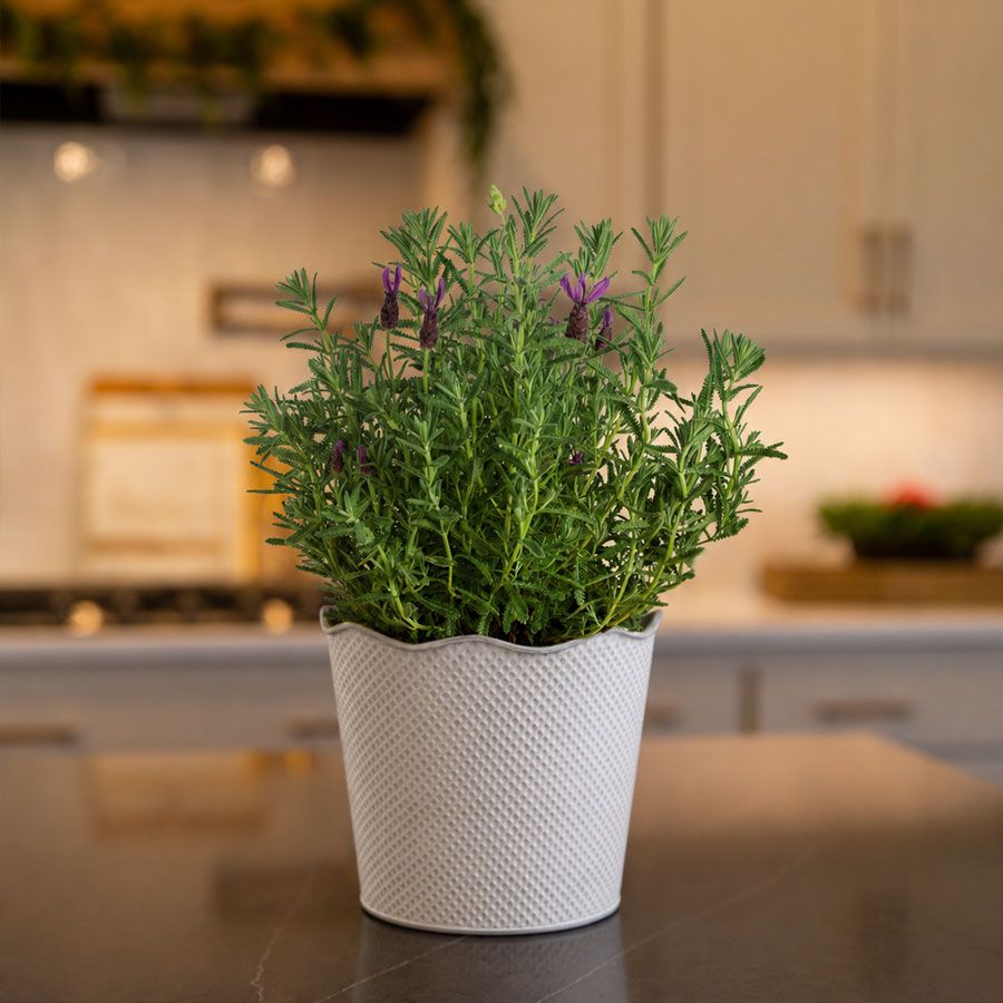 Lavender Delight Gift Plant Image