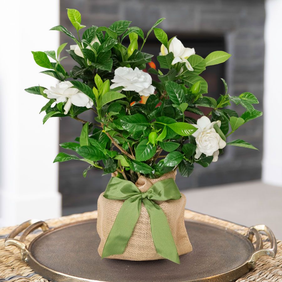 Gardenia Gift Tree Image