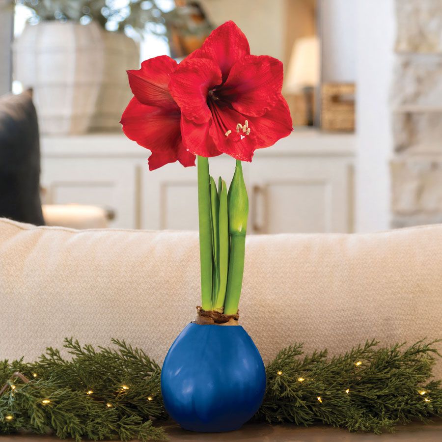 Blue Waxed Red Lion Amaryllis Gift Image