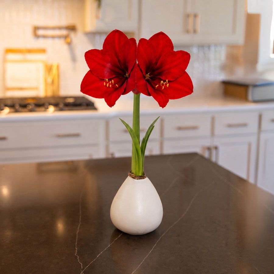 White Waxed Red Lion Amaryllis Gift Image