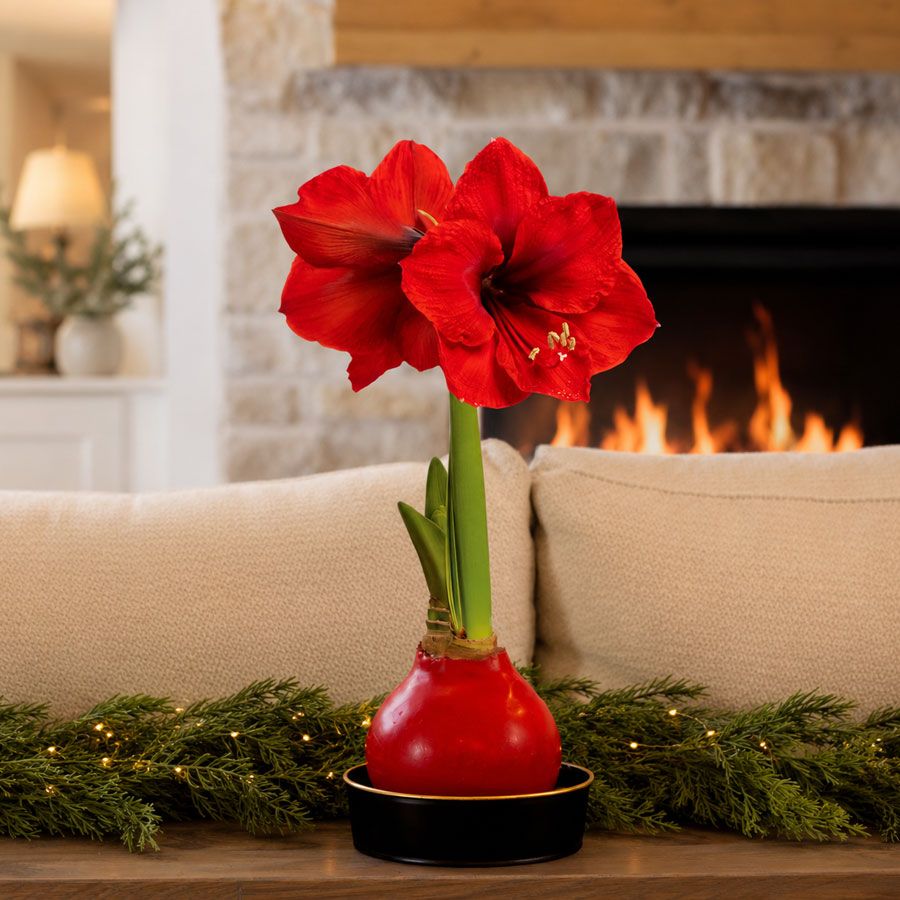 Timeless Elegance Red Waxed Red Lion Amaryllis Gift Image