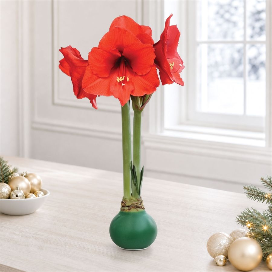 Green Waxed Red Bloom Amaryllis Gift Image