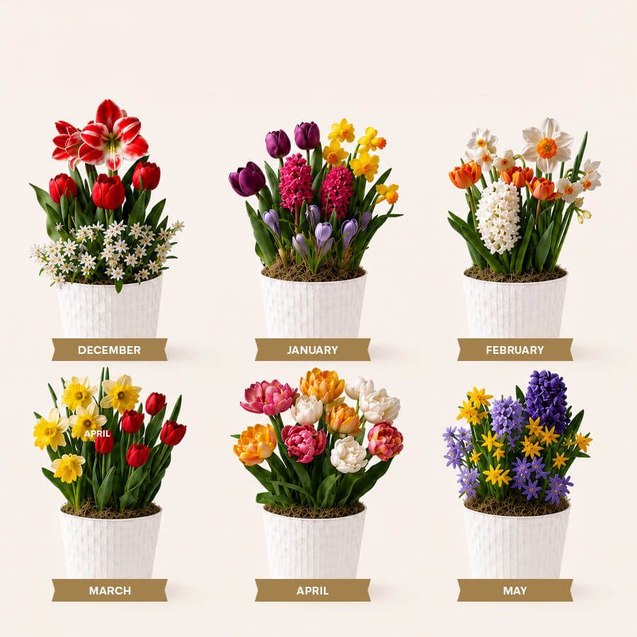 Bloom of the Month Club - 6 Month Image