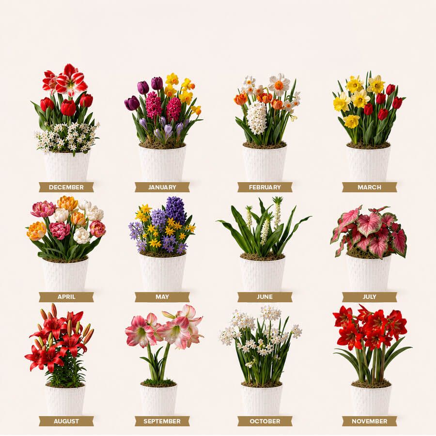 Bloom of the Month Club - 12 Month Image