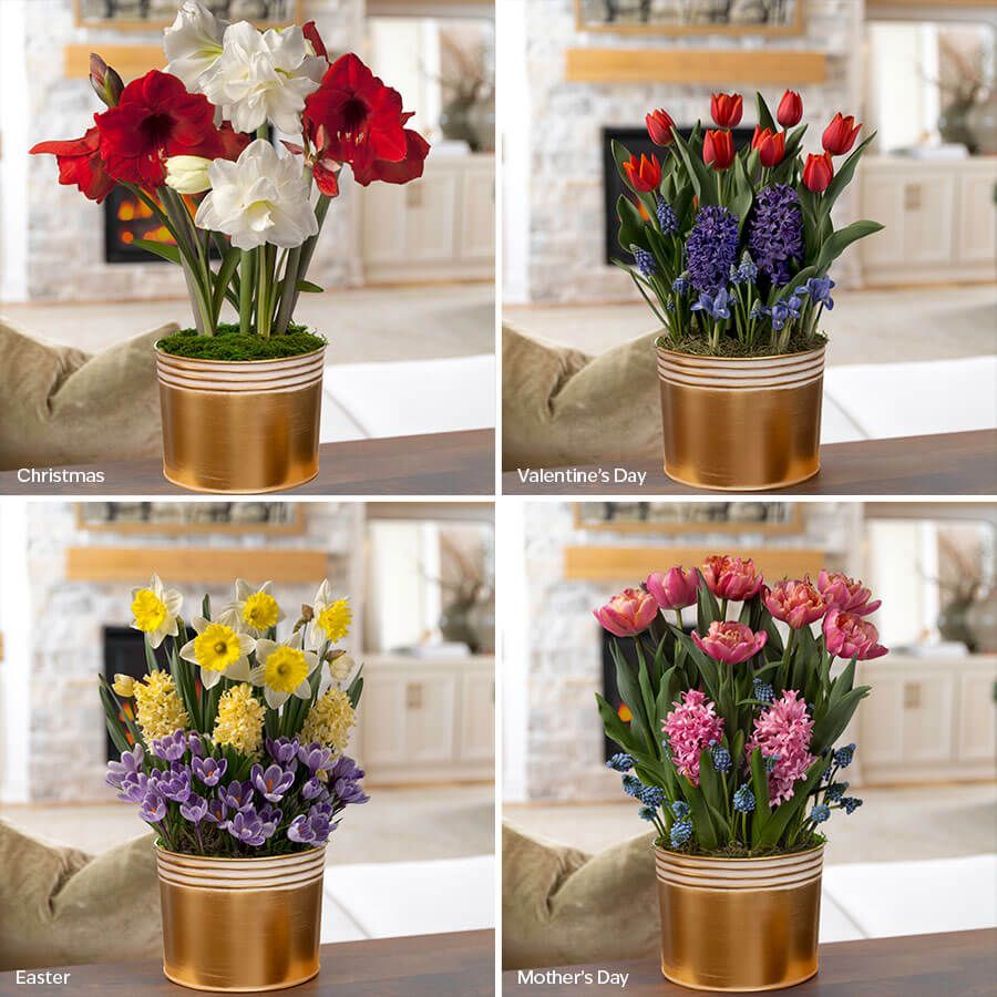 Celebrate with Blooms Bulb Garden Club Image