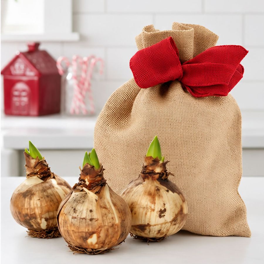 Grow & Bloom Minerva Amaryllis Gift Set Image