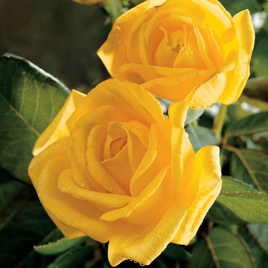 Radiant Perfume Grandiflora Rose Image