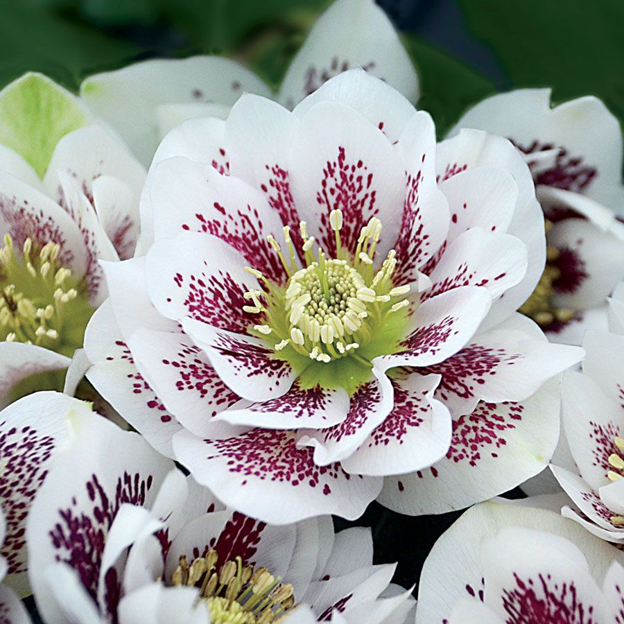 Helleborus Wedding Party&reg; 'Confetti Cake' Image