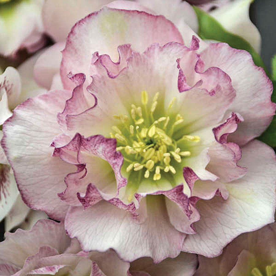 Helleborus Wedding Party&reg; 'Flower Girl' Image