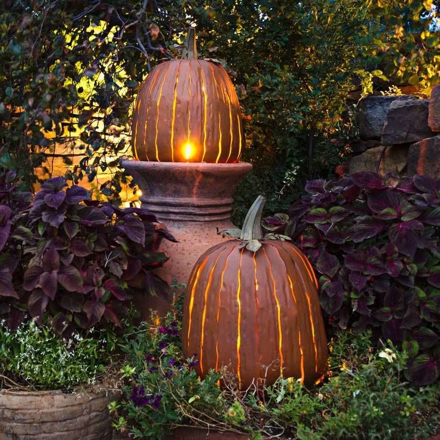 Tall Orange Pumpkin at Jackson & Perkins