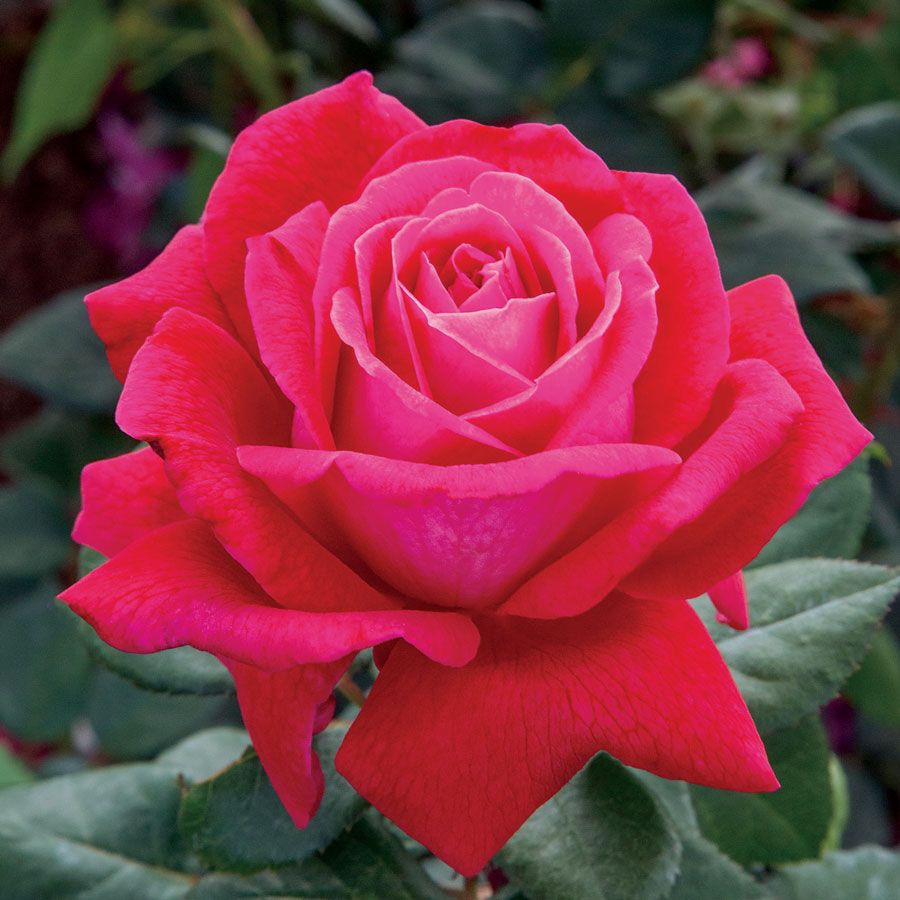 Sweet Spirit&trade; Grandiflora Rose Image
