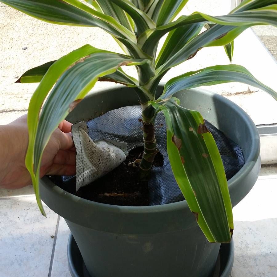 TreeDiaper&reg; 12-inch (2-Pack) Image