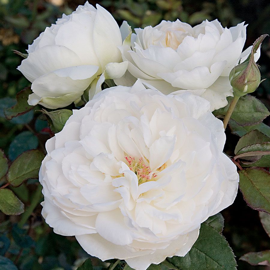 Bolero&trade; Floribunda Rose Image